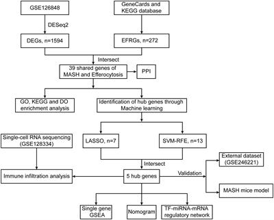 Identification and validation of efferocytosis-related biomarkers for the diagnosis of metabolic dysfunction-associated steatohepatitis based on bioinformatics analysis and machine learning